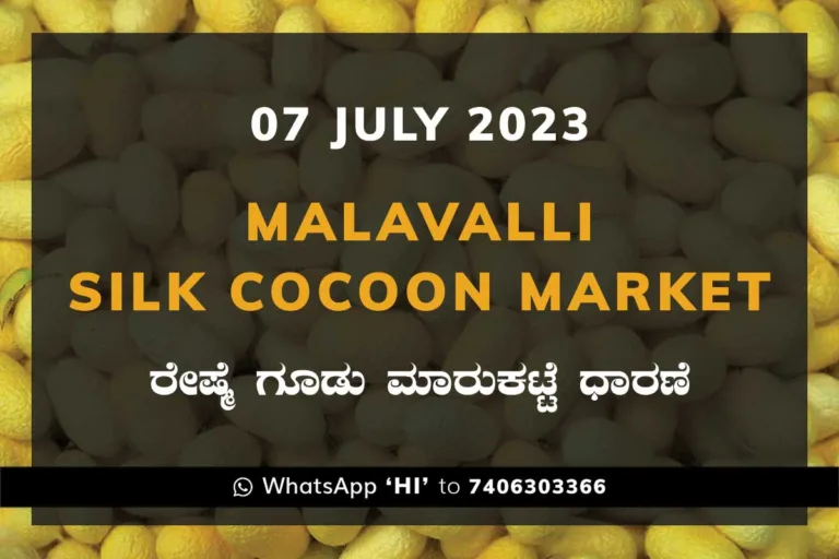 Malavalli Silk Cocoon Market Price Rate ಮಳವಳ್ಳಿ ರೇಷ್ಮೆ ಗೂಡು ಮಾರುಕಟ್ಟೆ ಧಾರಣೆ