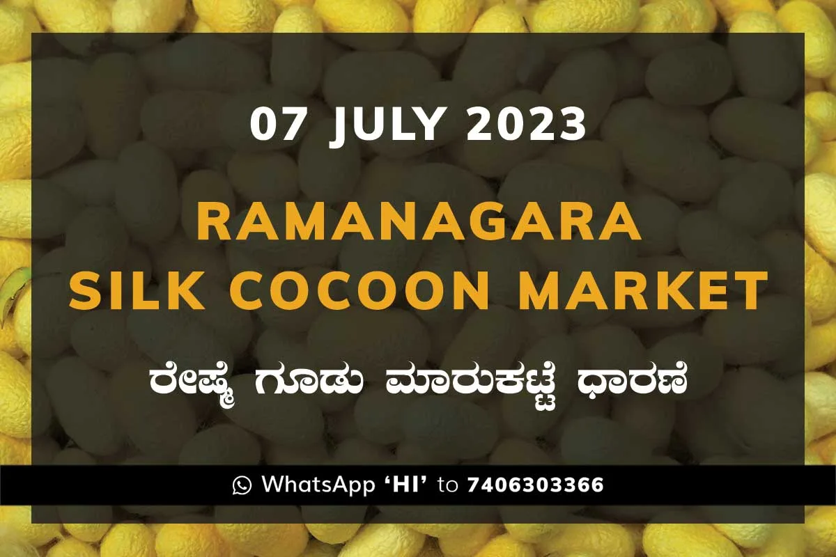 7JulKa02g Ramanagara Silk Cocoon Market ರಾಮನಗರ ರೇಷ್ಮೆ ಗೂಡು ಮಾರುಕಟ್ಟೆ ಧಾರಣೆ