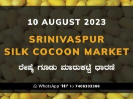 Srinivaspur Government Silk Cocoon Market Daily Rate Report ಶ್ರೀನಿವಾಸಪುರ ರೇಷ್ಮೆ ಗೂಡು ಮಾರುಕಟ್ಟೆ ಧಾರಣೆ