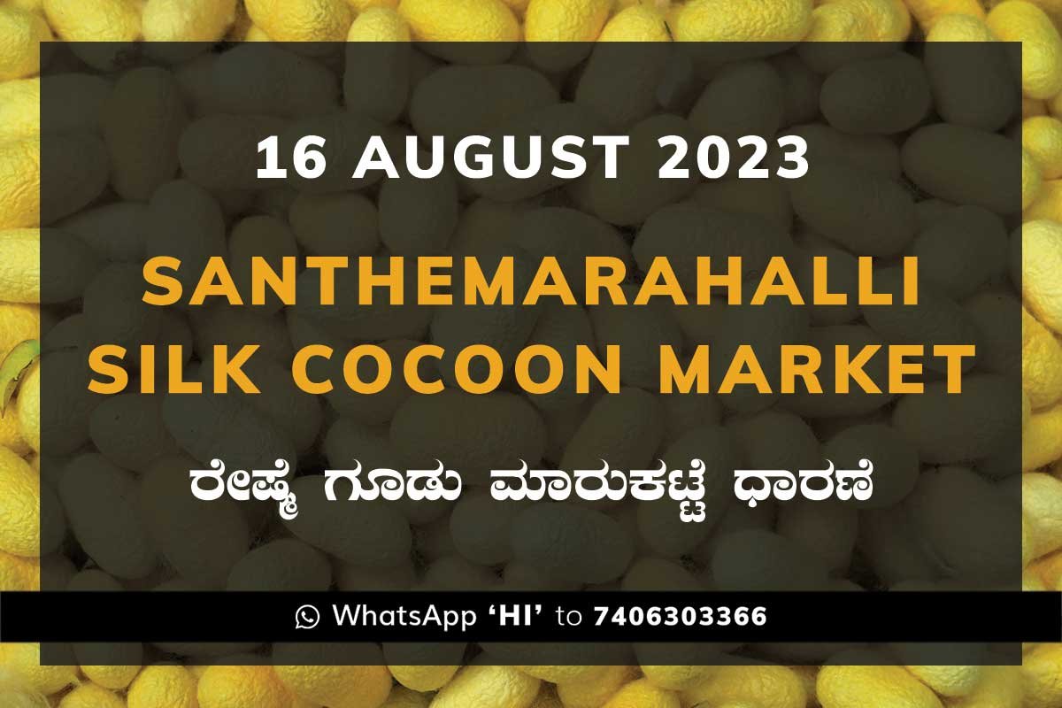 16AugKa02a Silk Santhemarahalli Santemarahalli Government Cocoon Market ಸಂತೇಮರಹಳ್ಳಿ ರೇಷ್ಮೆ ಗೂಡು ಮಾರುಕಟ್ಟೆ ಧಾರಣೆ