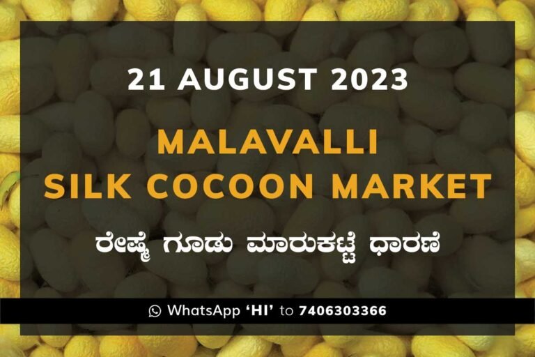 Malavalli Silk Cocoon Market Price Rate ಮಳವಳ್ಳಿ ರೇಷ್ಮೆ ಗೂಡು ಮಾರುಕಟ್ಟೆ ಧಾರಣೆ
