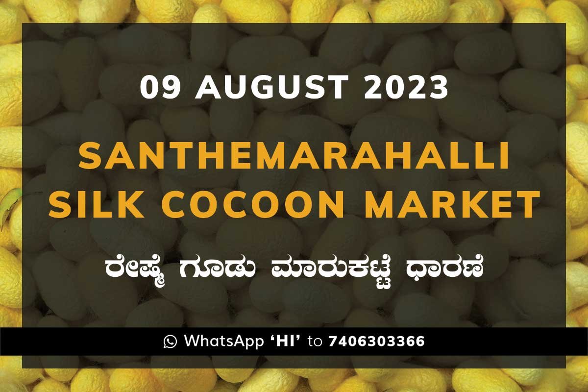 9AugKa02b Silk Santhemarahalli Santemarahalli Government Cocoon Market ಸಂತೇಮರಹಳ್ಳಿ ರೇಷ್ಮೆ ಗೂಡು ಮಾರುಕಟ್ಟೆ ಧಾರಣೆ