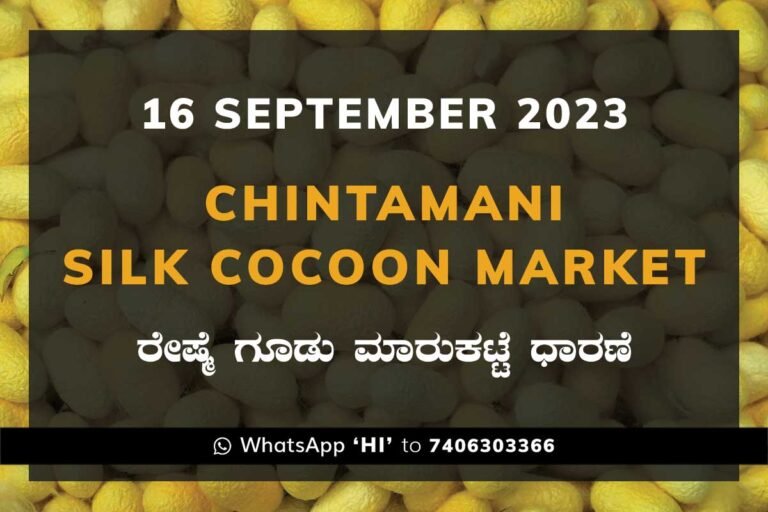 Chintamani Silk Cocoon Market Price Rate ಚಿಂತಾಮಣಿ ರೇಷ್ಮೆ ಗೂಡು ಮಾರುಕಟ್ಟೆ ಧಾರಣೆ
