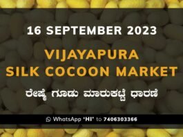 Vijayapura Silk Cocoon Market Price Rate ವಿಜಯಪುರ ರೇಷ್ಮೆ ಗೂಡು ಮಾರುಕಟ್ಟೆ ಧಾರಣೆ