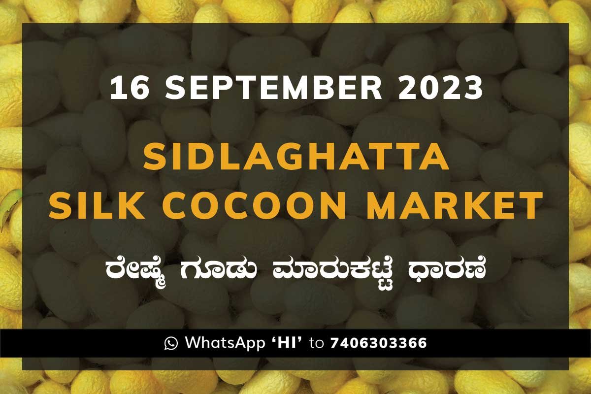 16Sep23Ka2i Sidlaghatta Silk Cocoon Market Price Rate ಶಿಡ್ಲಘಟ್ಟ ರೇಷ್ಮೆ ಗೂಡು ಮಾರುಕಟ್ಟೆ ಧಾರಣೆ