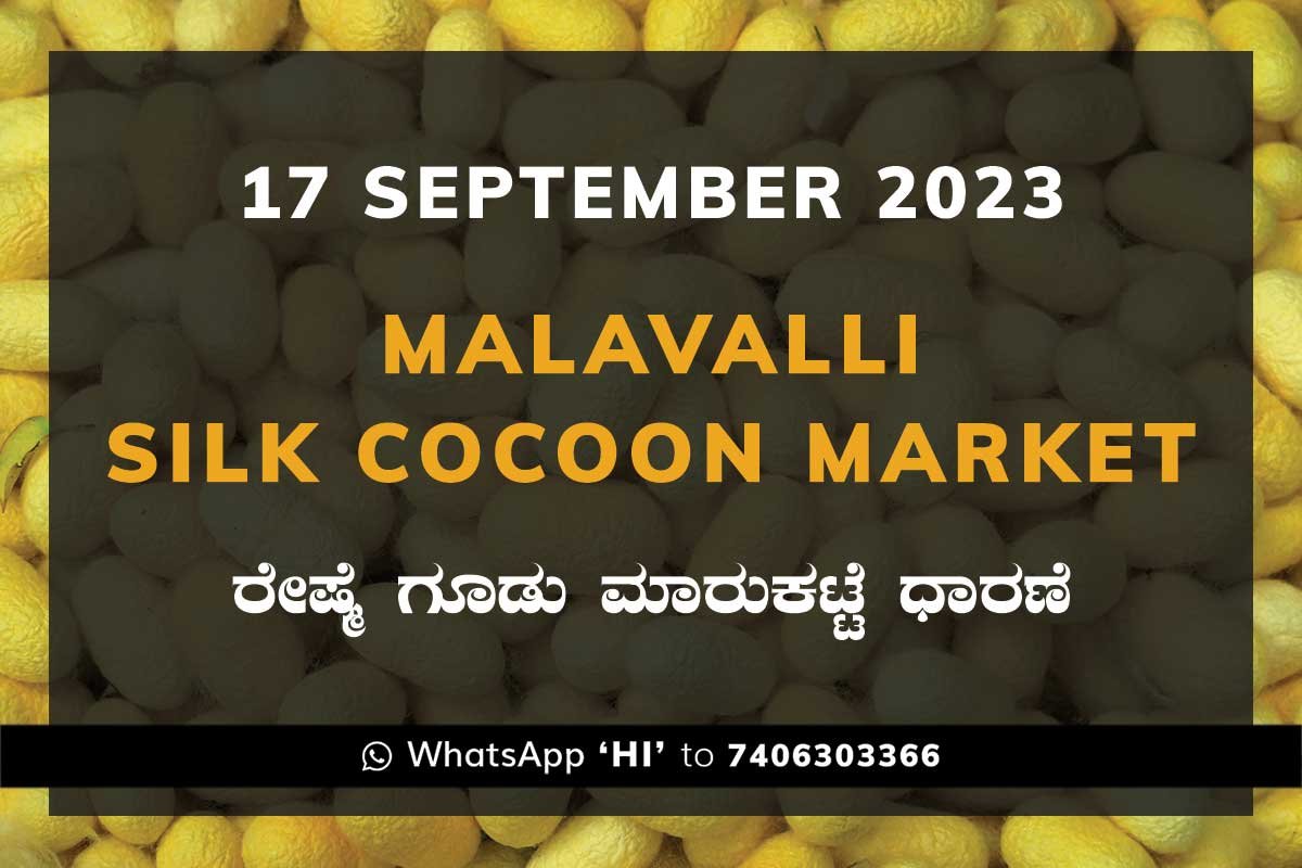 17Sep23Ka2a Malavalli Silk Cocoon Market Price Rate ಮಳವಳ್ಳಿ ರೇಷ್ಮೆ ಗೂಡು ಮಾರುಕಟ್ಟೆ ಧಾರಣೆ