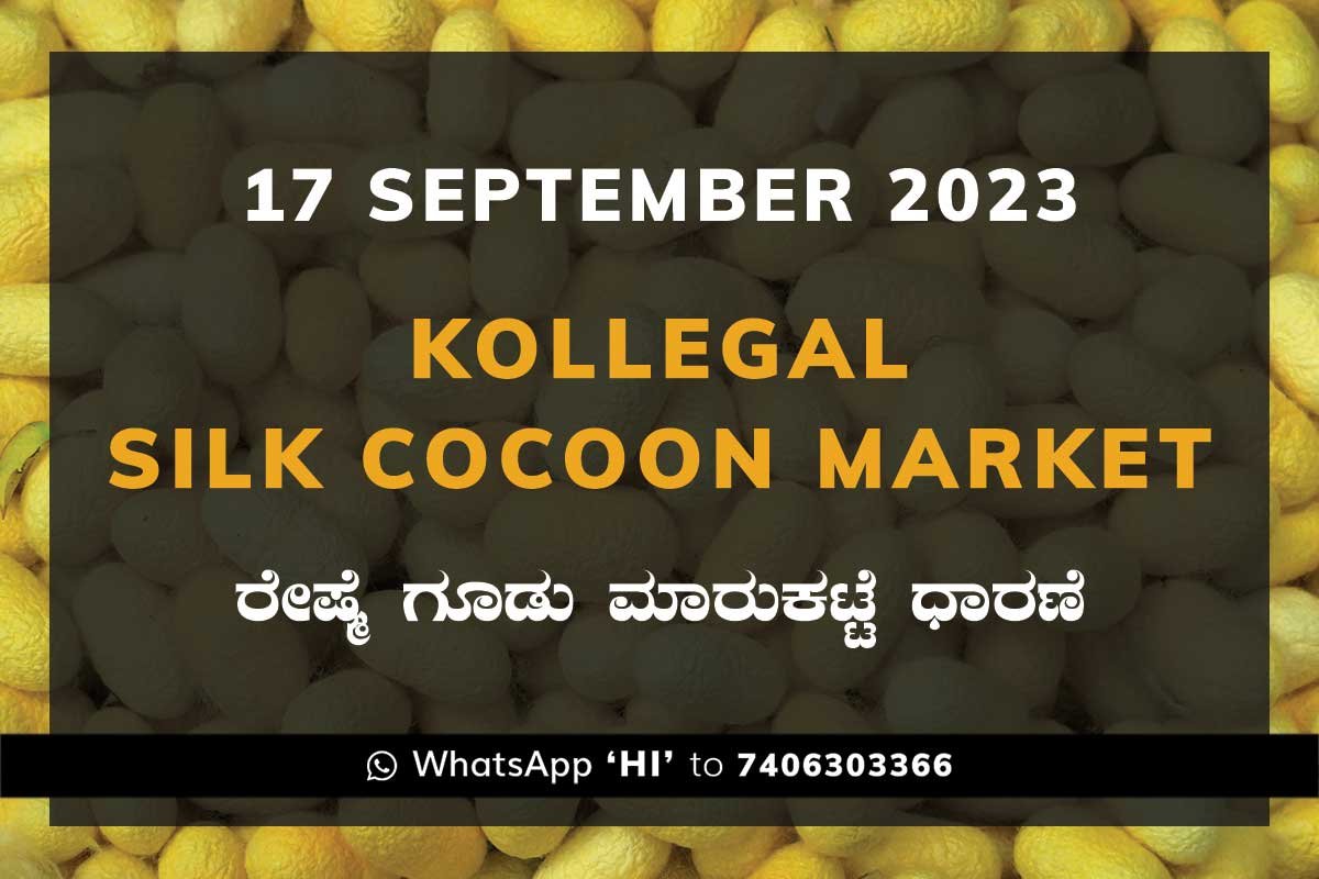 17Sep23Ka2c Kollegal Silk Cocoon Market Price Rate ಕೊಳ್ಳೇಗಾಲ ರೇಷ್ಮೆ ಗೂಡು ಮಾರುಕಟ್ಟೆ ಧಾರಣೆ