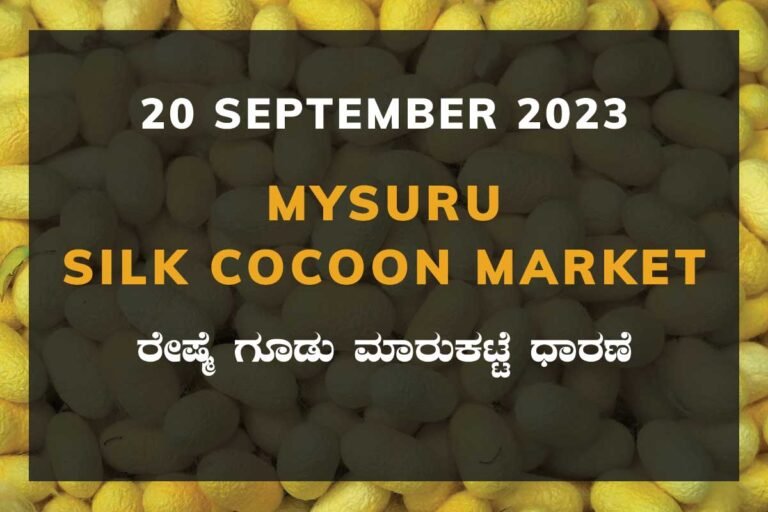 Mysuru Mysore Silk Cocoon Market Price Rate ಮೈಸೂರು ರೇಷ್ಮೆ ಗೂಡು ಮಾರುಕಟ್ಟೆ ಧಾರಣೆ