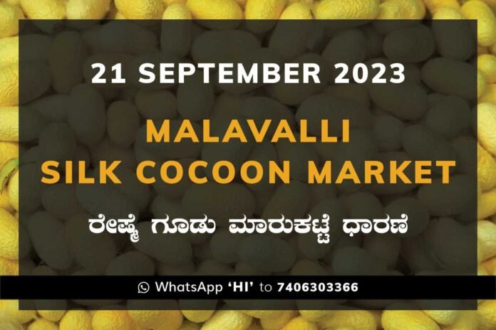 Malavalli Silk Cocoon Market Price Rate ಮಳವಳ್ಳಿ ರೇಷ್ಮೆ ಗೂಡು ಮಾರುಕಟ್ಟೆ ಧಾರಣೆ