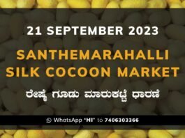 Silk Santhemarahalli Santemarahalli Government Cocoon Market ಸಂತೇಮರಹಳ್ಳಿ ರೇಷ್ಮೆ ಗೂಡು ಮಾರುಕಟ್ಟೆ ಧಾರಣೆ