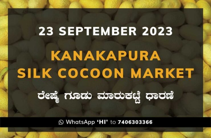 Kanakapura Silk Cocoon Market ಕನಕಪುರ ರೇಷ್ಮೆ ಗೂಡು ಮಾರುಕಟ್ಟೆ ಧಾರಣೆ