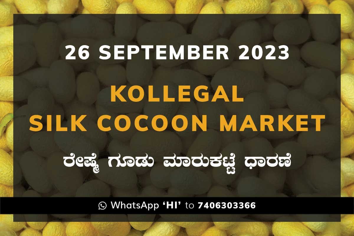 26SepKa02e Kollegal Silk Cocoon Market Price Rate ಕೊಳ್ಳೇಗಾಲ ರೇಷ್ಮೆ ಗೂಡು ಮಾರುಕಟ್ಟೆ ಧಾರಣೆ