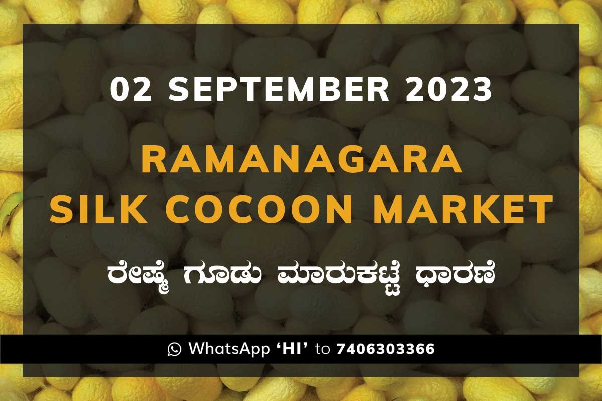 2SepKa02g Ramanagara Silk Cocoon Market ರಾಮನಗರ ರೇಷ್ಮೆ ಗೂಡು ಮಾರುಕಟ್ಟೆ ಧಾರಣೆ