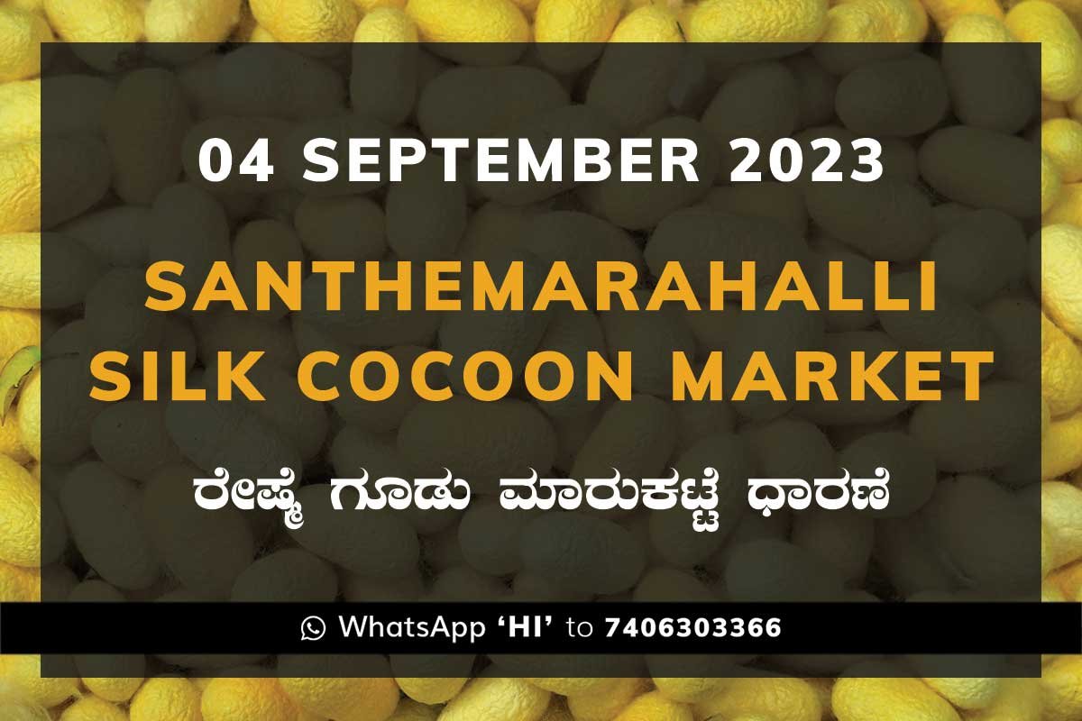4SepSd02a Silk Santhemarahalli Santemarahalli Government Cocoon Market ಸಂತೇಮರಹಳ್ಳಿ ರೇಷ್ಮೆ ಗೂಡು ಮಾರುಕಟ್ಟೆ ಧಾರಣೆ