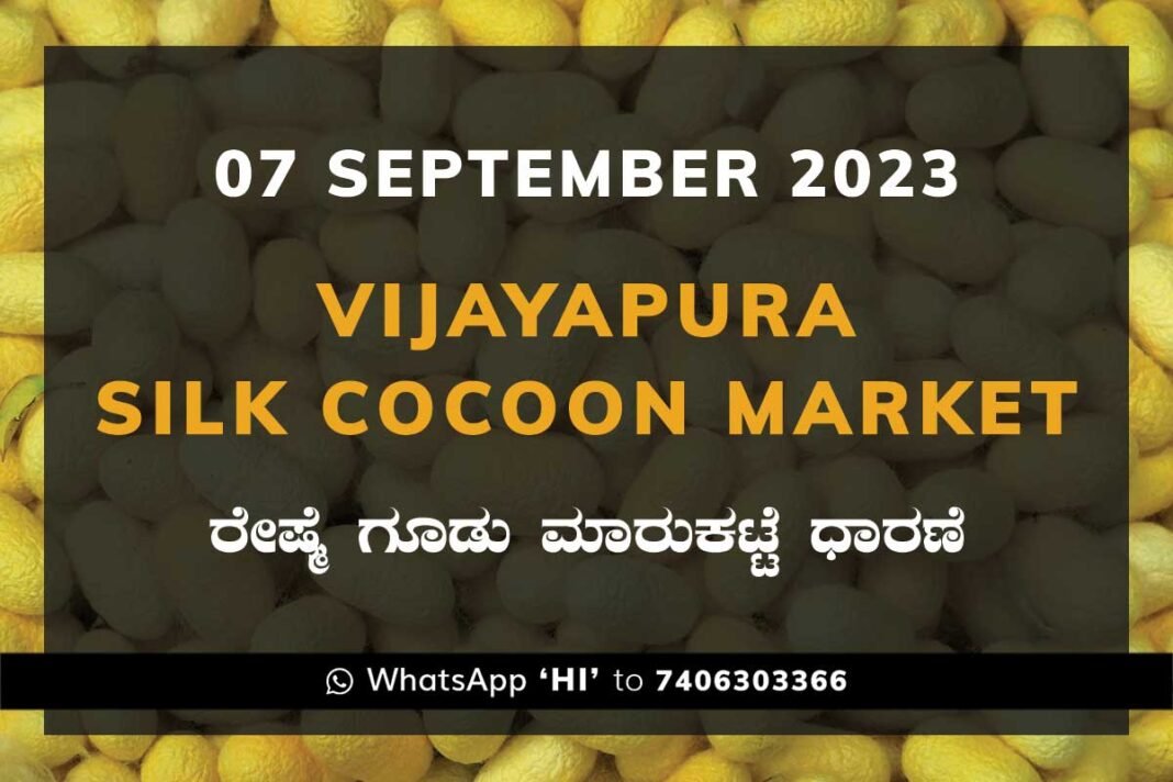 Vijayapura Silk Cocoon Market Price Rate ವಿಜಯಪುರ ರೇಷ್ಮೆ ಗೂಡು ಮಾರುಕಟ್ಟೆ ಧಾರಣೆ
