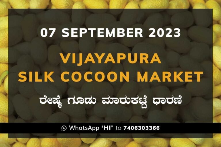 Vijayapura Silk Cocoon Market Price Rate ವಿಜಯಪುರ ರೇಷ್ಮೆ ಗೂಡು ಮಾರುಕಟ್ಟೆ ಧಾರಣೆ