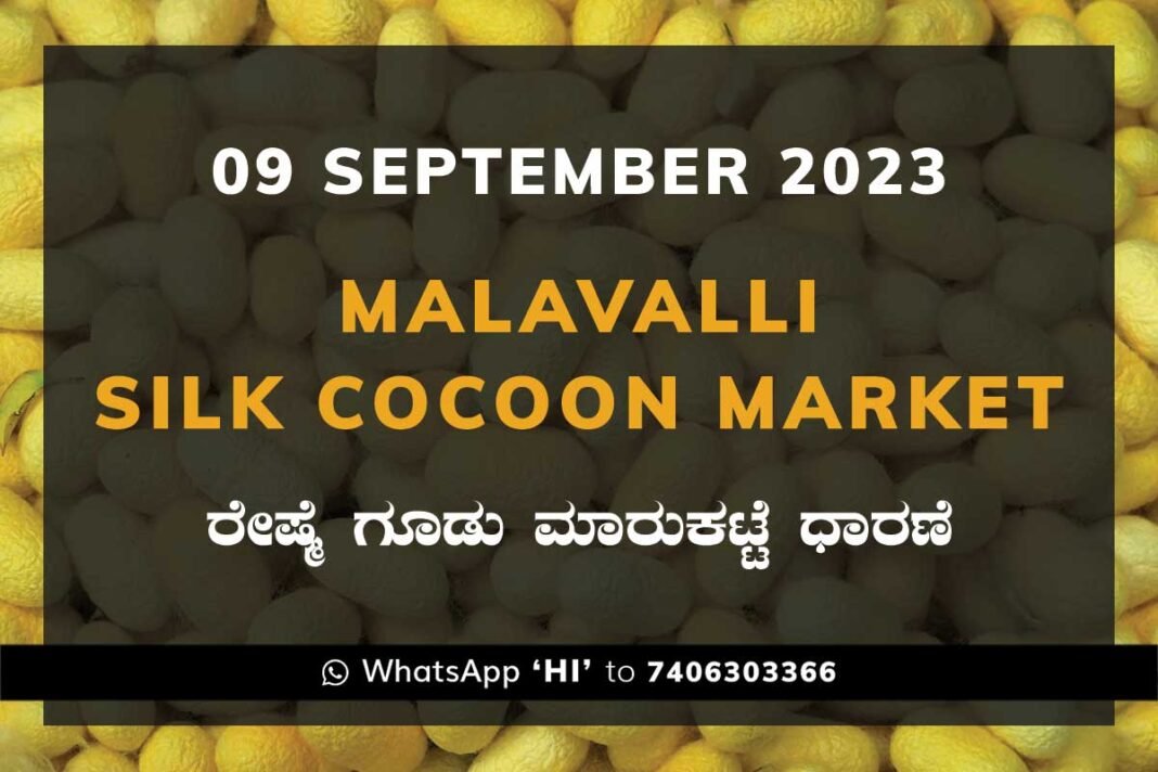 Malavalli Silk Cocoon Market Price Rate ಮಳವಳ್ಳಿ ರೇಷ್ಮೆ ಗೂಡು ಮಾರುಕಟ್ಟೆ ಧಾರಣೆ