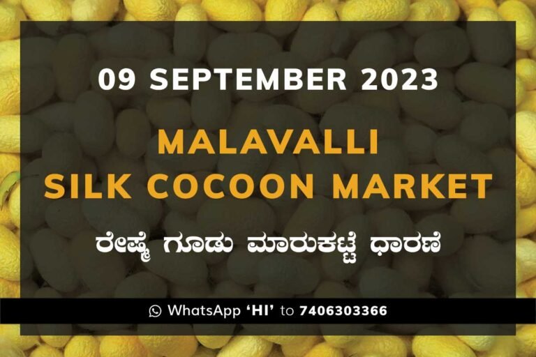 Malavalli Silk Cocoon Market Price Rate ಮಳವಳ್ಳಿ ರೇಷ್ಮೆ ಗೂಡು ಮಾರುಕಟ್ಟೆ ಧಾರಣೆ