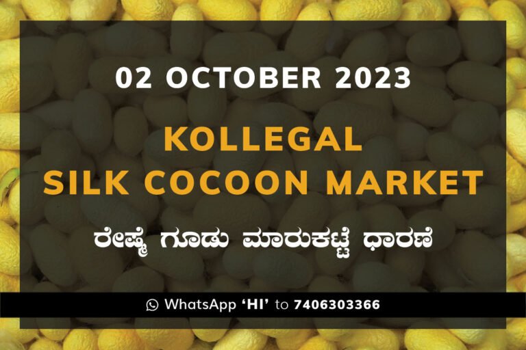 Kollegal Silk Cocoon Market Price Rate ಕೊಳ್ಳೇಗಾಲ ರೇಷ್ಮೆ ಗೂಡು ಮಾರುಕಟ್ಟೆ ಧಾರಣೆ