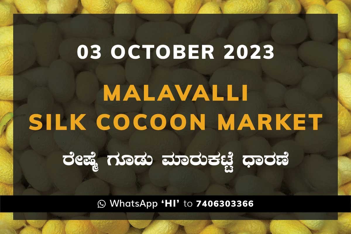 Malavalli Silk Cocoon Market Price Rate ಮಳವಳ್ಳಿ ರೇಷ್ಮೆ ಗೂಡು ಮಾರುಕಟ್ಟೆ ಧಾರಣೆ