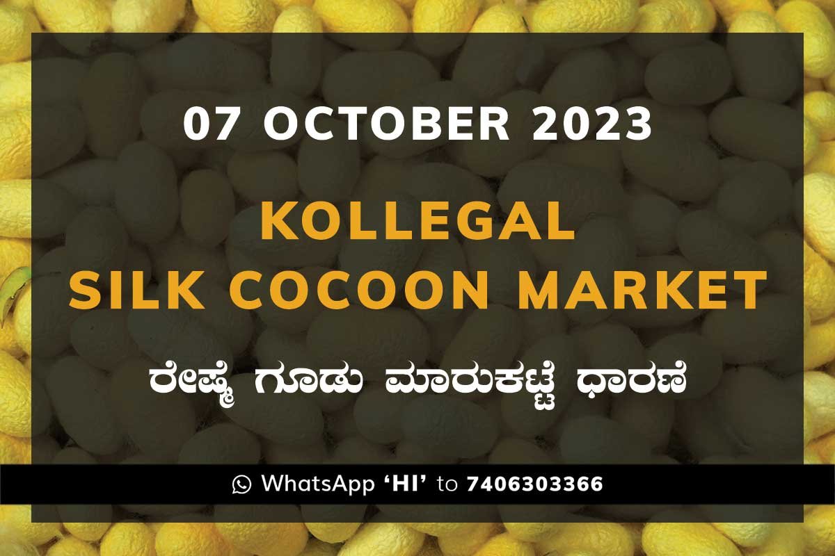 07OctKa02f Kollegal Silk Cocoon Market Price Rate ಕೊಳ್ಳೇಗಾಲ ರೇಷ್ಮೆ ಗೂಡು ಮಾರುಕಟ್ಟೆ ಧಾರಣೆ
