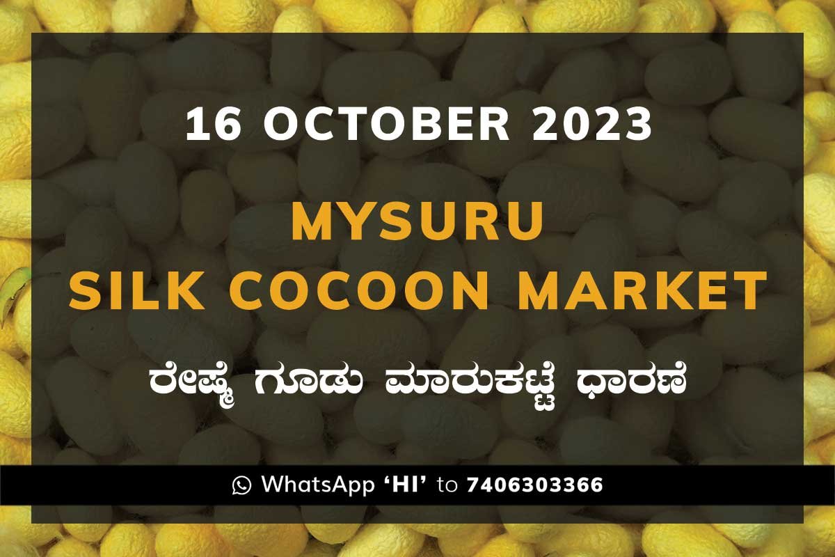 16OctKa02b Mysuru Mysore Silk Cocoon Market Price Rate ಮೈಸೂರು ರೇಷ್ಮೆ ಗೂಡು ಮಾರುಕಟ್ಟೆ ಧಾರಣೆ