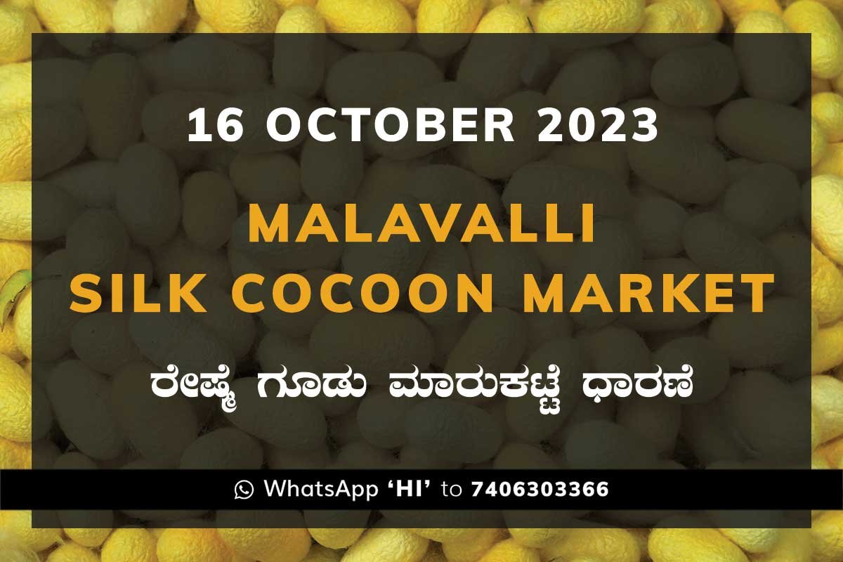 16OctKa02c Malavalli Silk Cocoon Market Price Rate ಮಳವಳ್ಳಿ ರೇಷ್ಮೆ ಗೂಡು ಮಾರುಕಟ್ಟೆ ಧಾರಣೆ