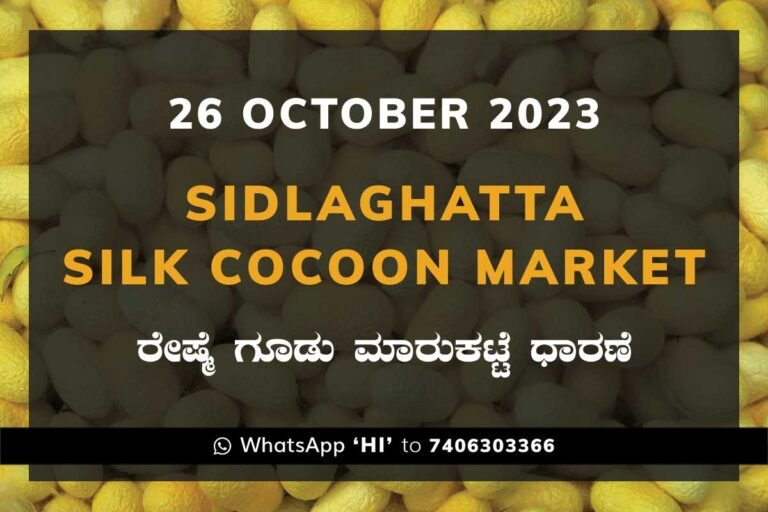Sidlaghatta Silk Cocoon Market Price Rate ಶಿಡ್ಲಘಟ್ಟ ರೇಷ್ಮೆ ಗೂಡು ಮಾರುಕಟ್ಟೆ ಧಾರಣೆ