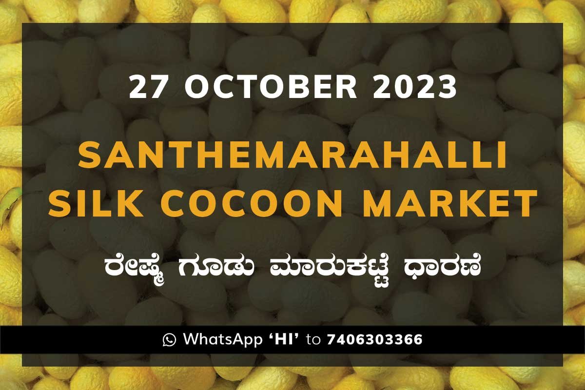 27Oct23Ka2a Silk Santhemarahalli Santemarahalli Government Cocoon Market ಸಂತೇಮರಹಳ್ಳಿ ರೇಷ್ಮೆ ಗೂಡು ಮಾರುಕಟ್ಟೆ ಧಾರಣೆ