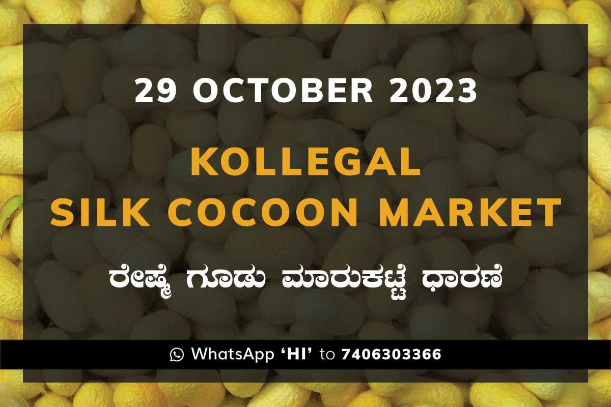 29Oct23Ka2f Kollegal Silk Cocoon Market Price Rate ಕೊಳ್ಳೇಗಾಲ ರೇಷ್ಮೆ ಗೂಡು ಮಾರುಕಟ್ಟೆ ಧಾರಣೆ