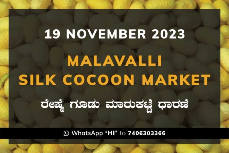 Malavalli Silk Cocoon Market Price Rate ಮಳವಳ್ಳಿ ರೇಷ್ಮೆ ಗೂಡು ಮಾರುಕಟ್ಟೆ ಧಾರಣೆ