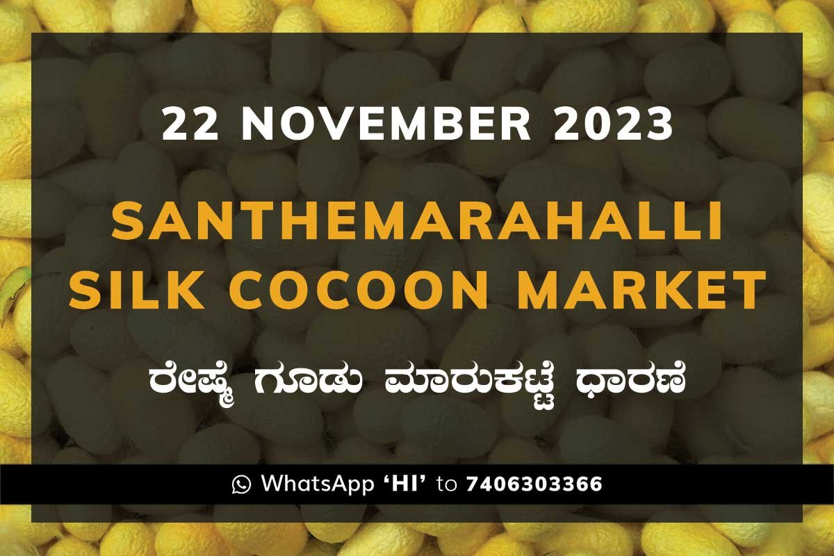 22NovKa02c Silk Santhemarahalli Santemarahalli Government Cocoon Market ಸಂತೇಮರಹಳ್ಳಿ ರೇಷ್ಮೆ ಗೂಡು ಮಾರುಕಟ್ಟೆ ಧಾರಣೆ