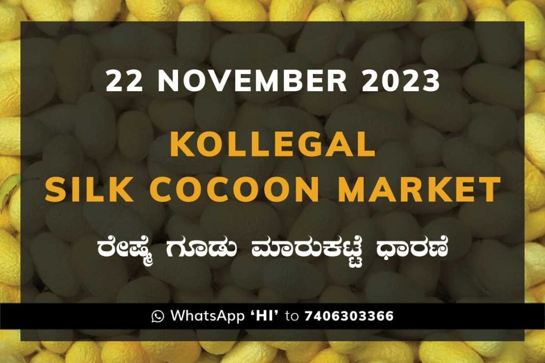 Kollegal Silk Cocoon Market Price Rate ಕೊಳ್ಳೇಗಾಲ ರೇಷ್ಮೆ ಗೂಡು ಮಾರುಕಟ್ಟೆ ಧಾರಣೆ