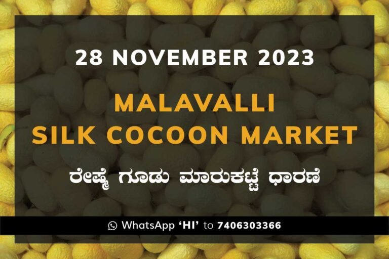 Malavalli Silk Cocoon Market Price Rate ಮಳವಳ್ಳಿ ರೇಷ್ಮೆ ಗೂಡು ಮಾರುಕಟ್ಟೆ ಧಾರಣೆ