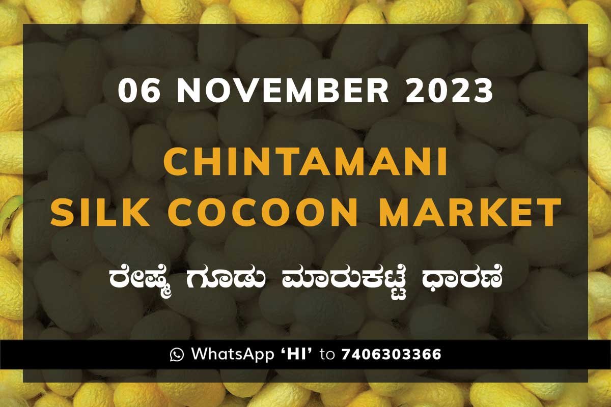 6NovKa02e Chintamani Silk Cocoon Market ಚಿಂತಾಮಣಿ ರೇಷ್ಮೆ ಗೂಡು ಮಾರುಕಟ್ಟೆ ಧಾರಣೆ