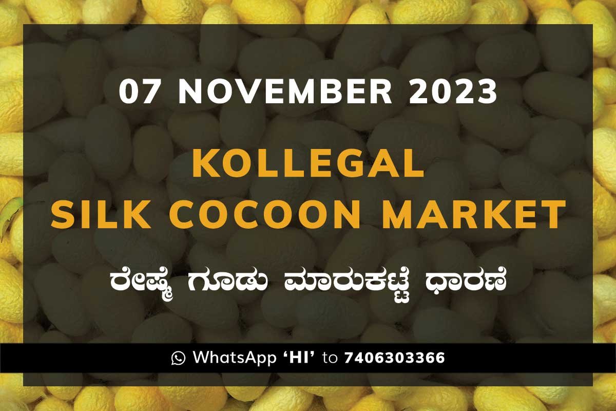 Kollegal Silk Cocoon Market Price Rate ಕೊಳ್ಳೇಗಾಲ ರೇಷ್ಮೆ ಗೂಡು ಮಾರುಕಟ್ಟೆ ಧಾರಣೆ
