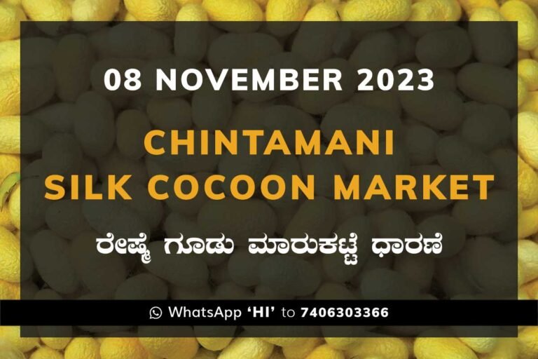 Chintamani Silk Cocoon Market ಚಿಂತಾಮಣಿ ರೇಷ್ಮೆ ಗೂಡು ಮಾರುಕಟ್ಟೆ ಧಾರಣೆ