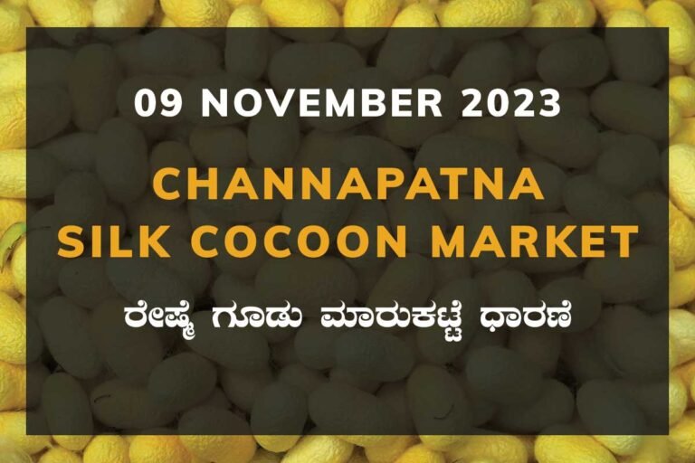 Channapatna Silk Cocoon Market Price Rate ಚನ್ನಪಟ್ಟಣ ರೇಷ್ಮೆ ಗೂಡು ಮಾರುಕಟ್ಟೆ ಧಾರಣೆ