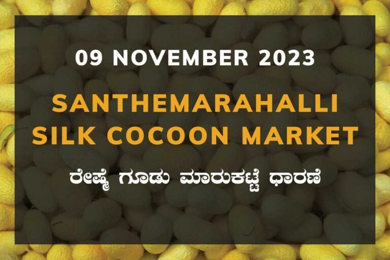Silk Santhemarahalli Santemarahalli Government Cocoon Market ಸಂತೇಮರಹಳ್ಳಿ ರೇಷ್ಮೆ ಗೂಡು ಮಾರುಕಟ್ಟೆ ಧಾರಣೆ