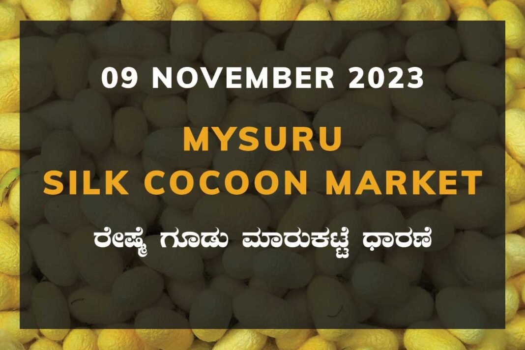 Mysuru Mysore Silk Cocoon Market Price Rate ಮೈಸೂರು ರೇಷ್ಮೆ ಗೂಡು ಮಾರುಕಟ್ಟೆ ಧಾರಣೆ