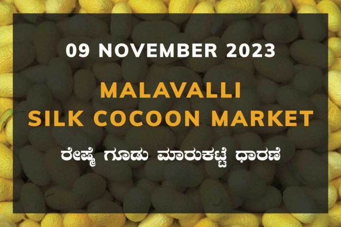 Malavalli Silk Cocoon Market Price Rate ಮಳವಳ್ಳಿ ರೇಷ್ಮೆ ಗೂಡು ಮಾರುಕಟ್ಟೆ ಧಾರಣೆ