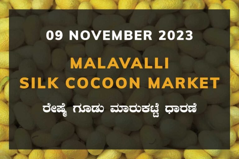 Malavalli Silk Cocoon Market Price Rate ಮಳವಳ್ಳಿ ರೇಷ್ಮೆ ಗೂಡು ಮಾರುಕಟ್ಟೆ ಧಾರಣೆ