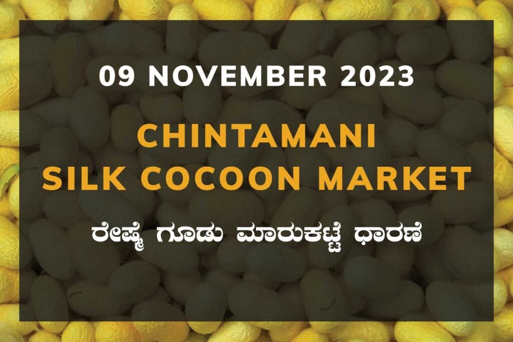 Chintamani Silk Cocoon Market ಚಿಂತಾಮಣಿ ರೇಷ್ಮೆ ಗೂಡು ಮಾರುಕಟ್ಟೆ ಧಾರಣೆ