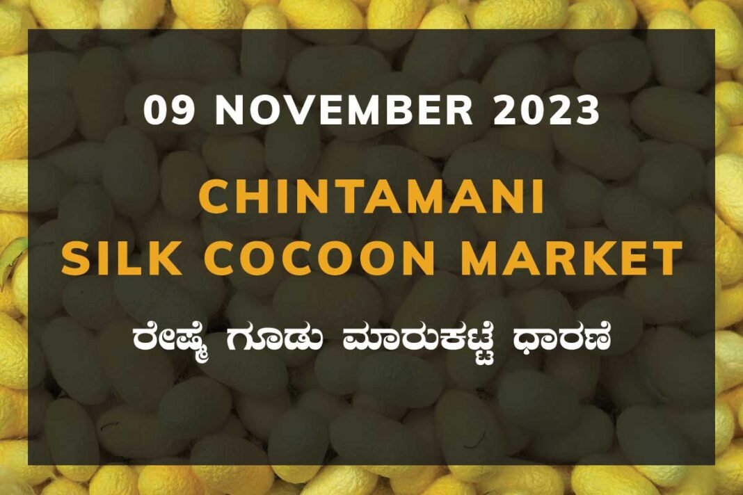 Chintamani Silk Cocoon Market ಚಿಂತಾಮಣಿ ರೇಷ್ಮೆ ಗೂಡು ಮಾರುಕಟ್ಟೆ ಧಾರಣೆ