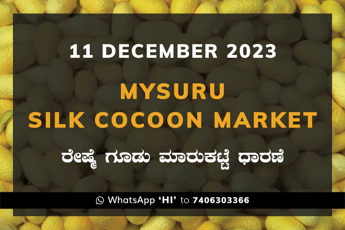 11DecKa02c Mysuru Mysore Silk Cocoon Market Price Rate ಮೈಸೂರು ರೇಷ್ಮೆ ಗೂಡು ಮಾರುಕಟ್ಟೆ ಧಾರಣೆ