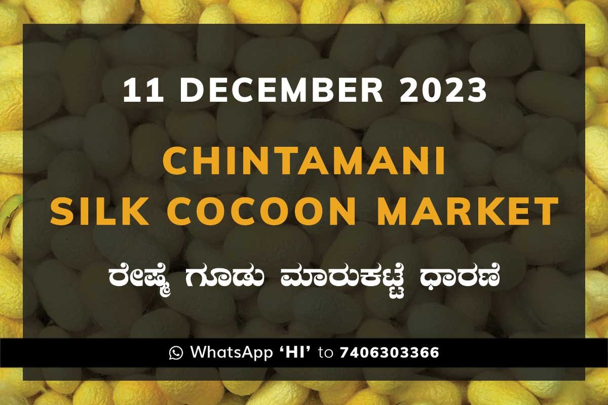 11DecKa02e Chintamani Silk Cocoon Market ಚಿಂತಾಮಣಿ ರೇಷ್ಮೆ ಗೂಡು ಮಾರುಕಟ್ಟೆ ಧಾರಣೆ