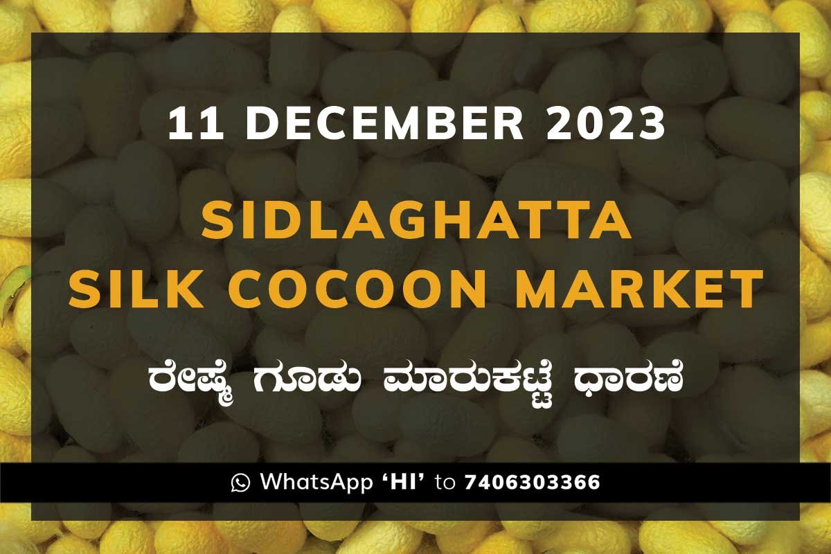 11DecKa02ij Sidlaghatta Silk Cocoon Market Price Rate ಶಿಡ್ಲಘಟ್ಟ ರೇಷ್ಮೆ ಗೂಡು ಮಾರುಕಟ್ಟೆ ಧಾರಣೆ