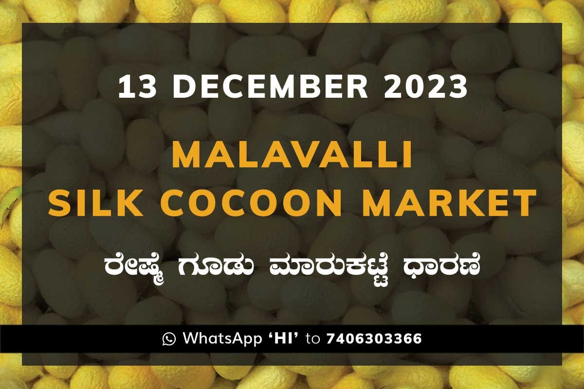 Malavalli Silk Cocoon Market Price Rate ಮಳವಳ್ಳಿ ರೇಷ್ಮೆ ಗೂಡು ಮಾರುಕಟ್ಟೆ ಧಾರಣೆ