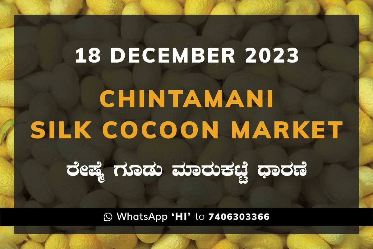 18DecKa02e Chintamani Silk Cocoon Market ಚಿಂತಾಮಣಿ ರೇಷ್ಮೆ ಗೂಡು ಮಾರುಕಟ್ಟೆ ಧಾರಣೆ