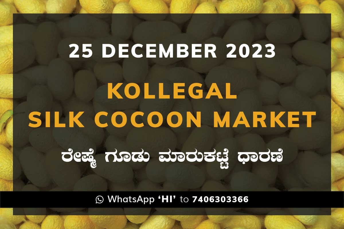 Kollegal Silk Cocoon Market Price Rate ಕೊಳ್ಳೇಗಾಲ ರೇಷ್ಮೆ ಗೂಡು ಮಾರುಕಟ್ಟೆ ಧಾರಣೆ